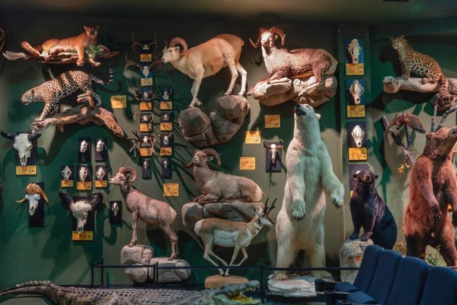 Los Garoz: encargos de Álex de la Iglesia o el emir de Catar en el rincón de Toledo con más talleres de taxidermia de Europa