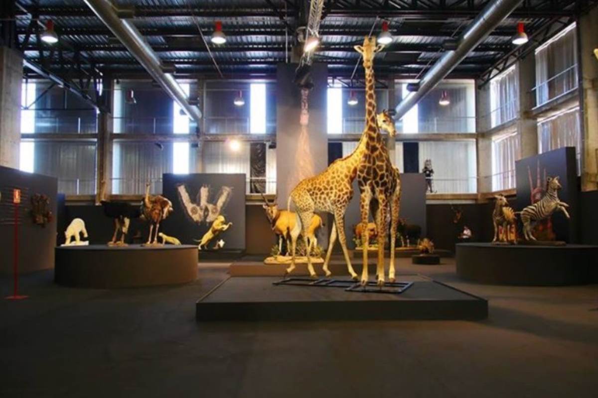 Detalle del museo de la ciencia y la naturaleza en Los Yébenes.
