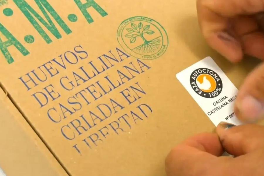 Solo hay 3.000 gallinas de esta raza en el mundo: los exclusivos huevos producidos en El Casar (Guadalajara)