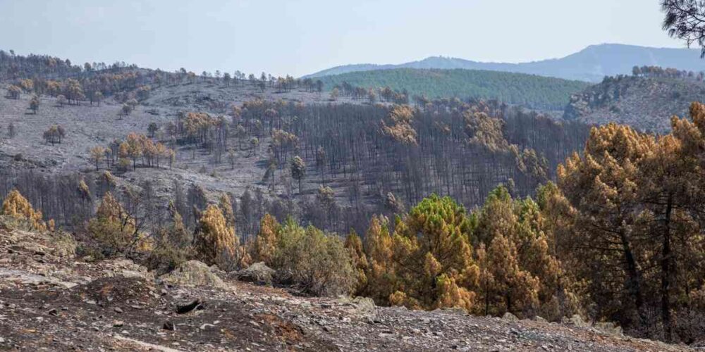 Terreno quemado por el incendio forestal en La Mierla. Foto: Juanma Jiménez-EP.