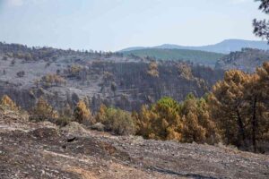 Terreno quemado por el incendio forestal en La Mierla. Foto: Juanma Jiménez-EP.