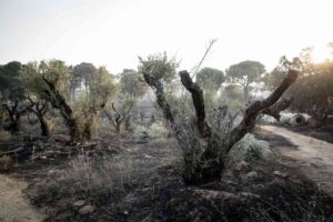 Efectos del incendio forestal de la sierra oeste de Madrid. Foto: EP.