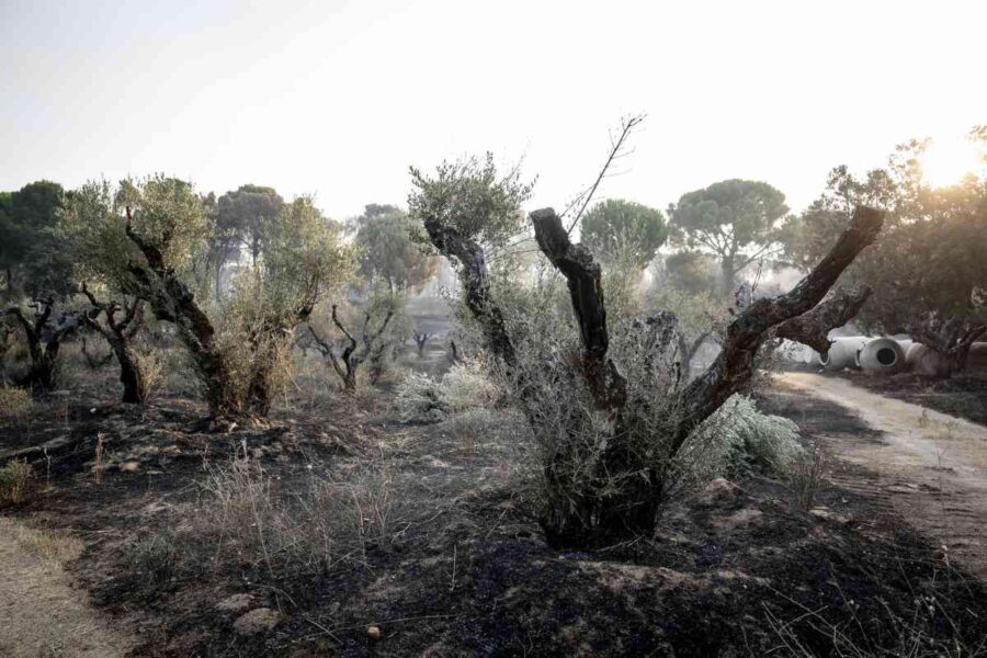 El incendio de Toledo ha quemado ya 2.000 hectáreas