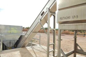 planta de pistacho