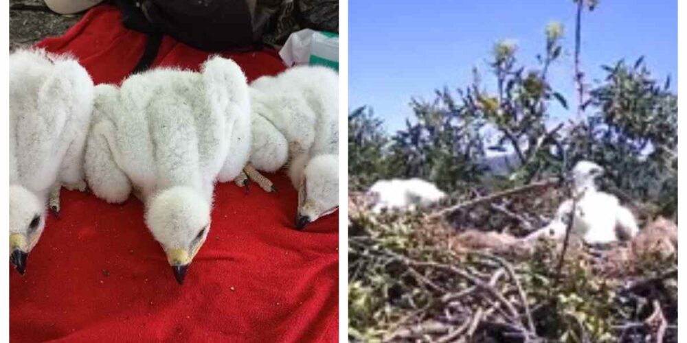 Un polluelo de águila imperial criado en incubadora ha sido adoptado en un nido silvestre.