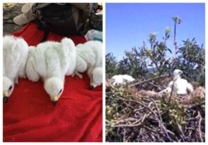 Un polluelo de águila imperial criado en incubadora ha sido adoptado en un nido silvestre.