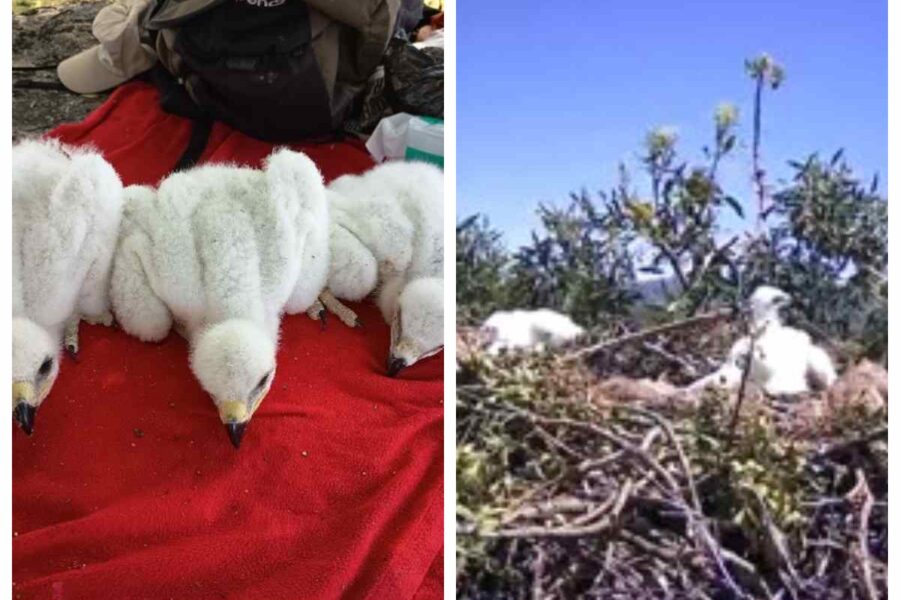 Un hito para salvar a un águila imperial, de una de las especies más amenazadas: adoptan a un pollo en un nido silvestre