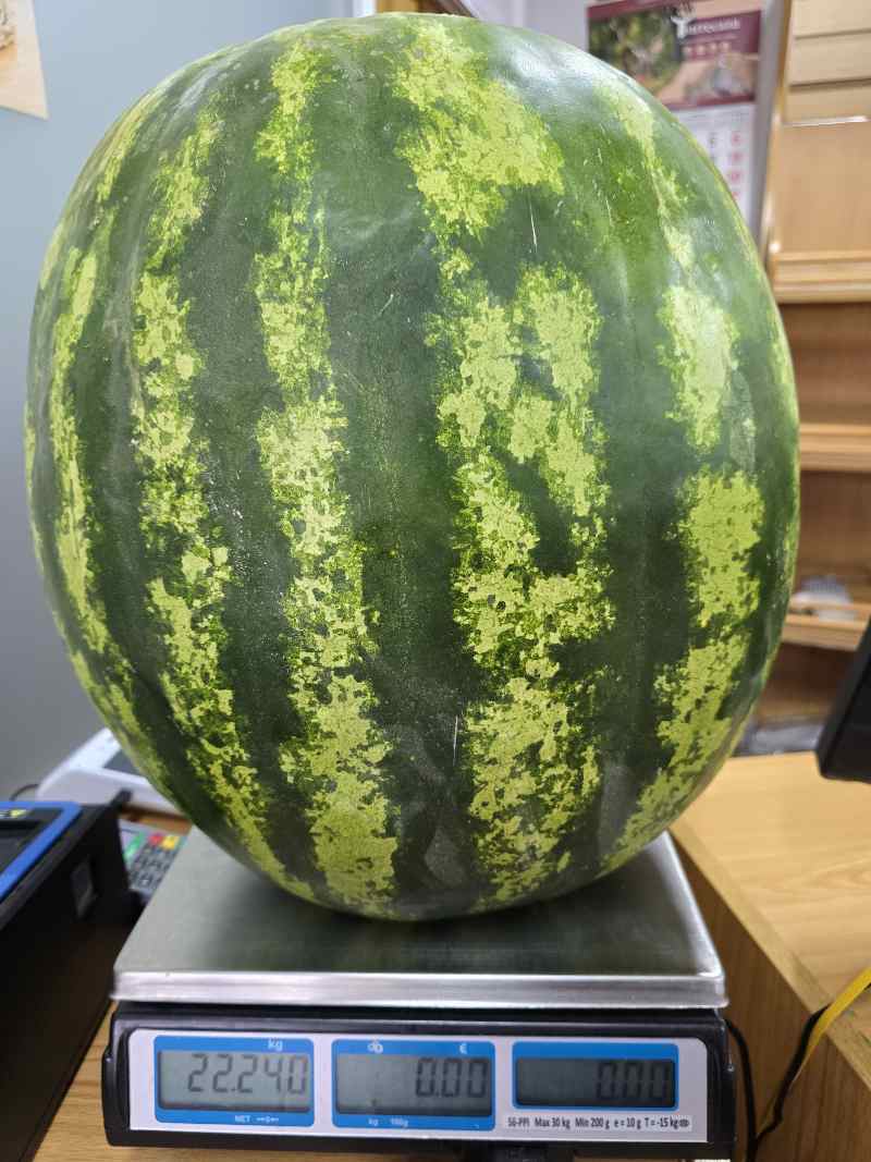 Esta sandía pesa más de 22 kilos.