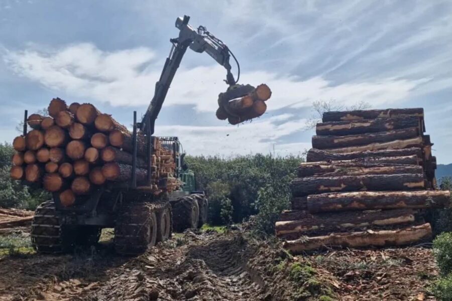 La Junta saca 2,4 millones en ayudas para inversiones en el sector forestal