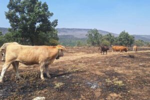vacas incendio Guadalajara