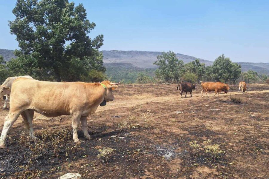 Oleada de solidaridad con los ganaderos afectados por el incendio de Guadalajara