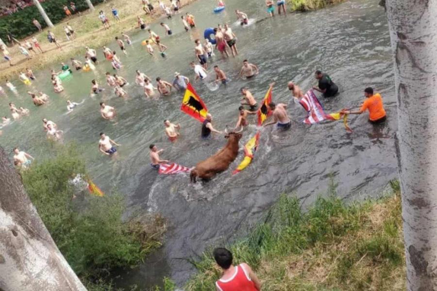 Pacma reclama el fin de las ‘Vacas al Tajo’ y pide reunirse con el Ayuntamiento de Trillo