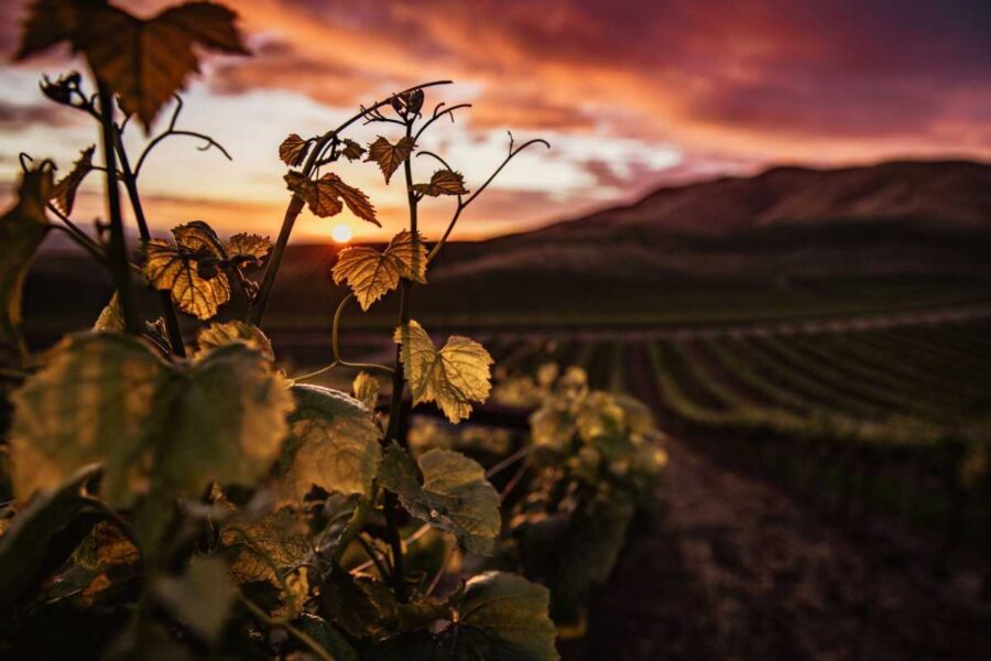 La Denominación de Origen Mondéjar celebra sus treinta años con catas de sus vinos
