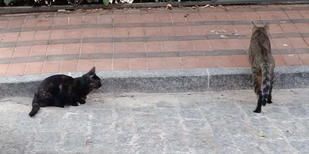 Imagen de archivo de una colonia felina en una ciudad española