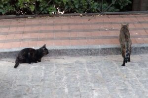 Imagen de archivo de una colonia felina en una ciudad española