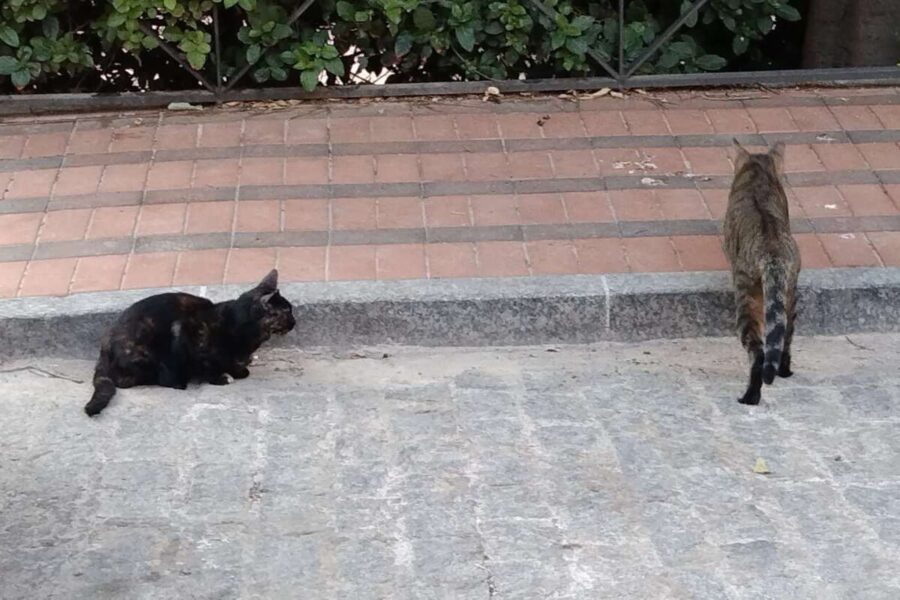 El Seprona investiga al vecino de Valdepeñas que afirma haber matado a 40 gatos