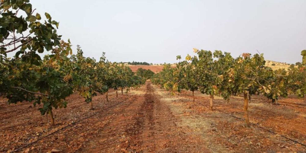plantación de pistachos