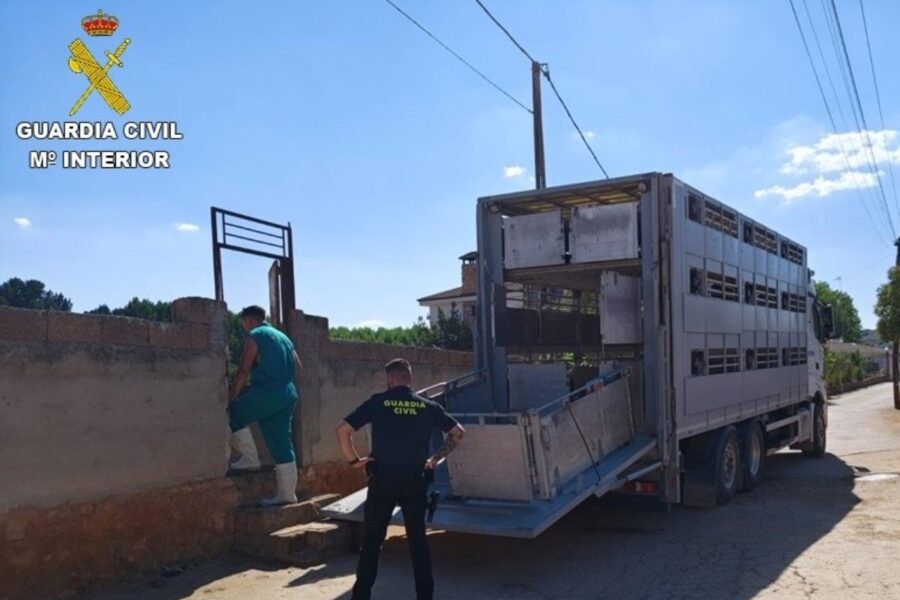 Sacrifican 28 ovejas en Ruidera tras hallar cadáveres y graves incumplimientos sanitarios en una explotación ganadera