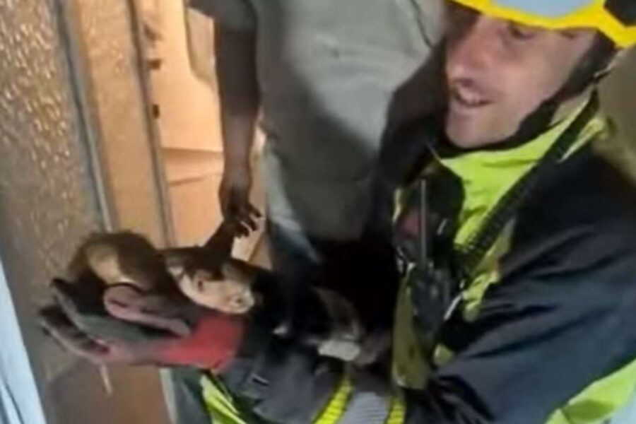 Así fue el complicado rescate de un gato que cayó desde un tejado a una bajante en Tomelloso
