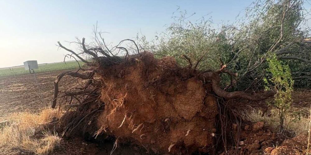 árbol derribado por la tormenta