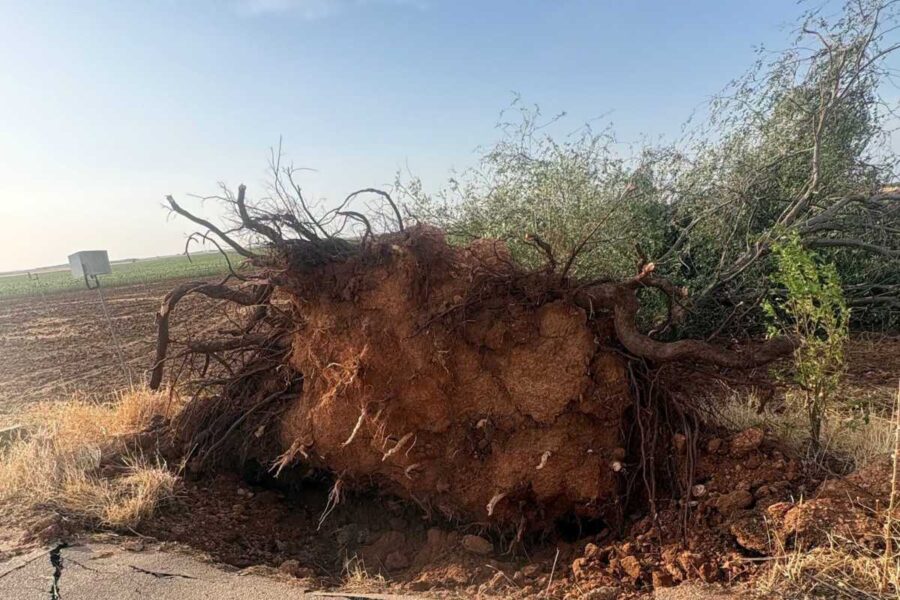Las tormentas causan graves daños en cultivos de pueblos de Albacete