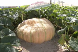 Calabaza gigante Marchamalo Foto: CMM