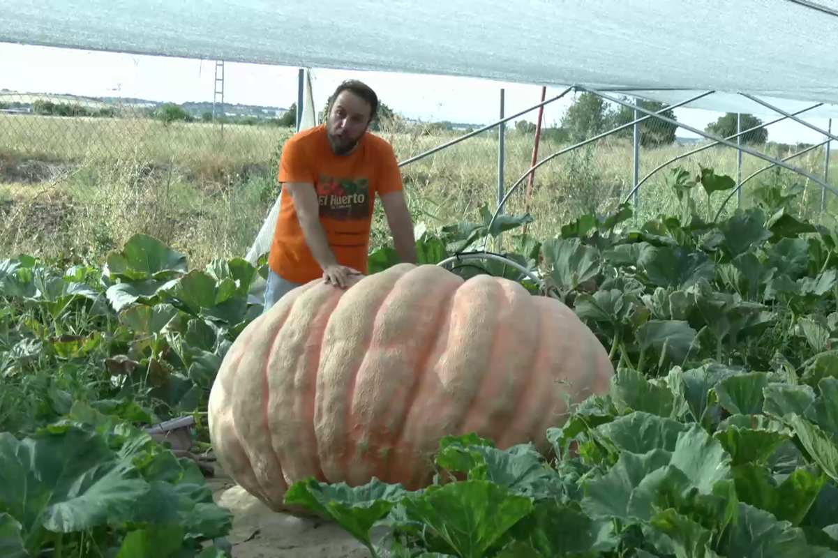 Carlos con la calabaza gigante Marchamalo Foto: CMM