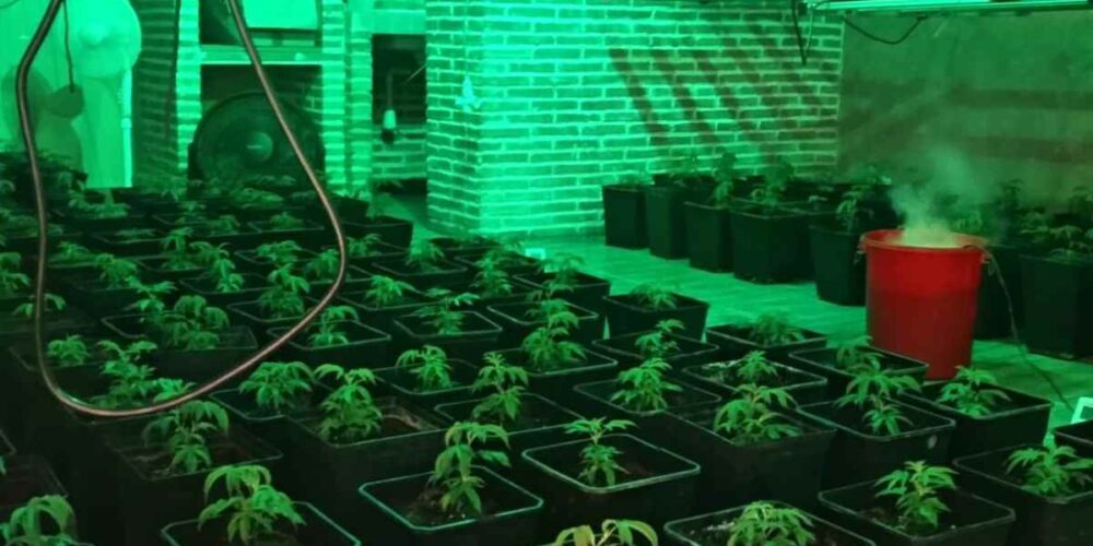 Plantación de marihuana dentro del chalet.