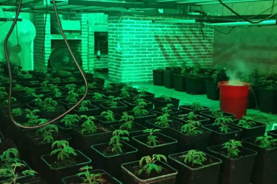 Detenidos cinco integrantes de un grupo que cultivaba marihuana en un pueblo de Guadalajara