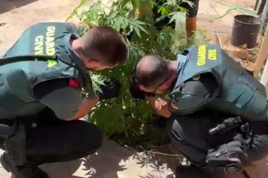 Hallan 55 plantas de marihuana en un bar de un pueblo de Cuenca
