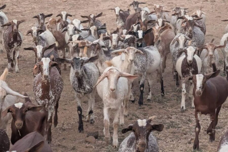 Las ganaderías de caprino de la Raza Florida crecen en Castilla-La Mancha
