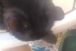 Un gato herido por perdigones en Villar de Olalla (Cuenca).