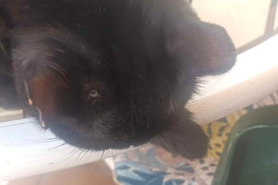 Denuncian disparos a gatos con escopeta de perdigones en Villar de Olalla (Cuenca)
