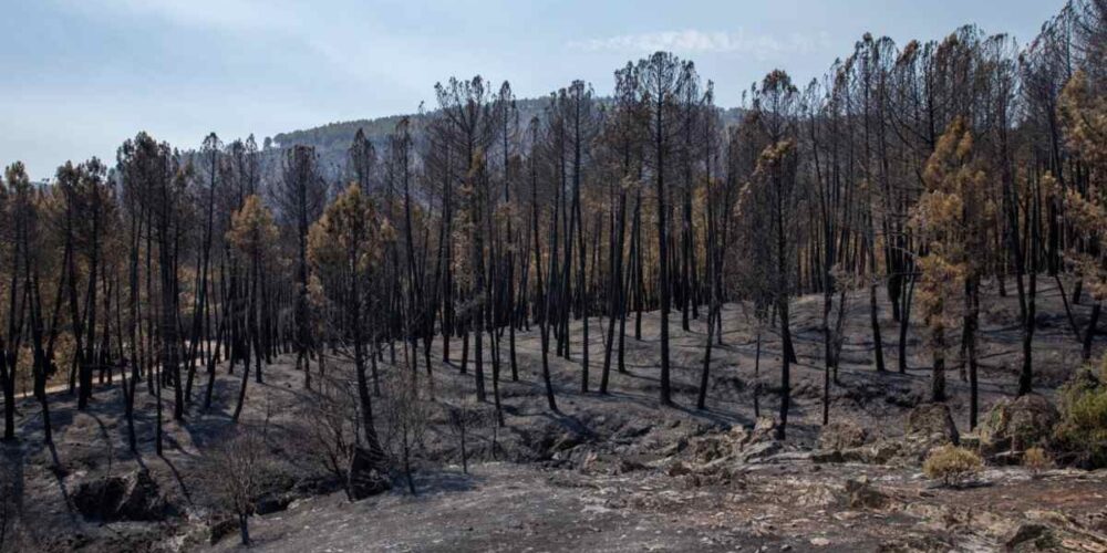Terreno quemado por el incendio forestal de La Mierla.
