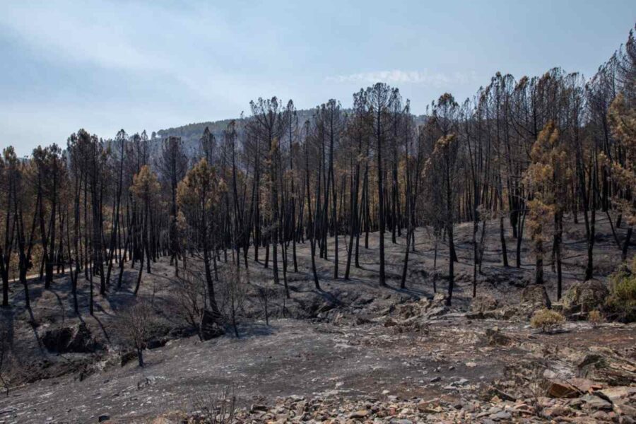 CCOO pide la dimisión de Mercedes Gómez por el «desastre» en la extinción del incendio de La Mierla