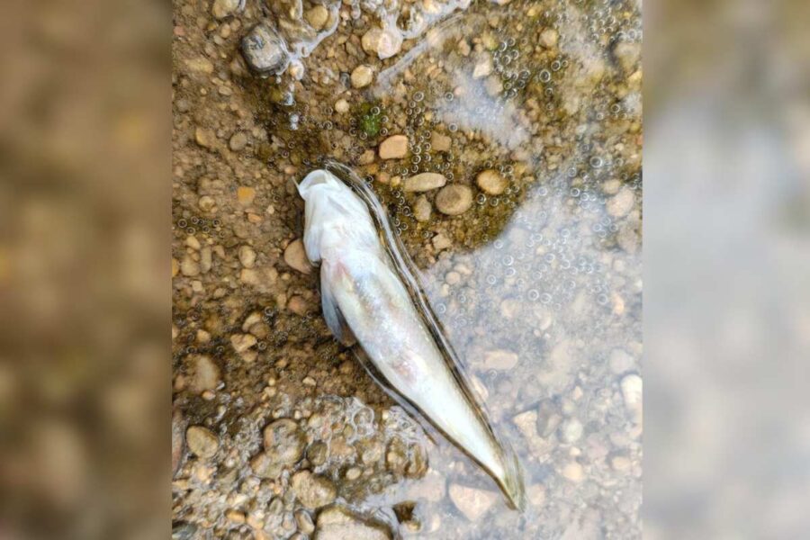 Investigan la aparición de peces muertos en el Júcar cerca de Villar de Olalla (Cuenca)