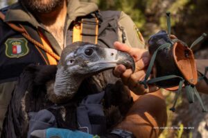 Pollo buitre negro Foto: Rewilding Spain