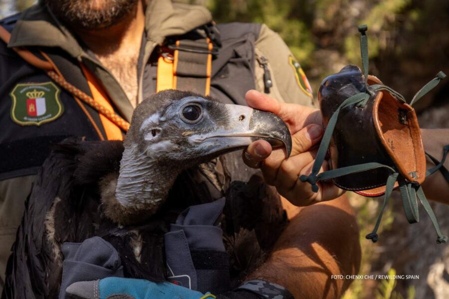 Guadalajara | Nacen dos pollos de buitre negro en el Alto Tajo después de 100 años