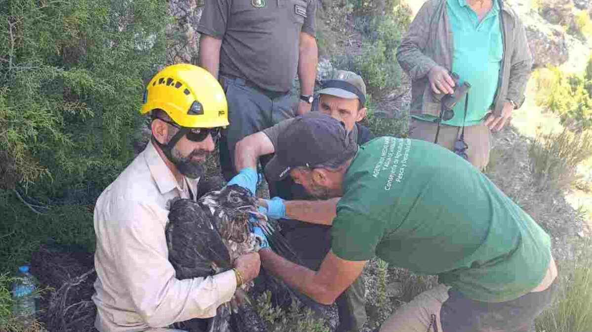 Hito en la Sierra del Segura: nace un quebrantahuesos tras 50 años sin reproducciones de la especie en Albacete — imagen 1