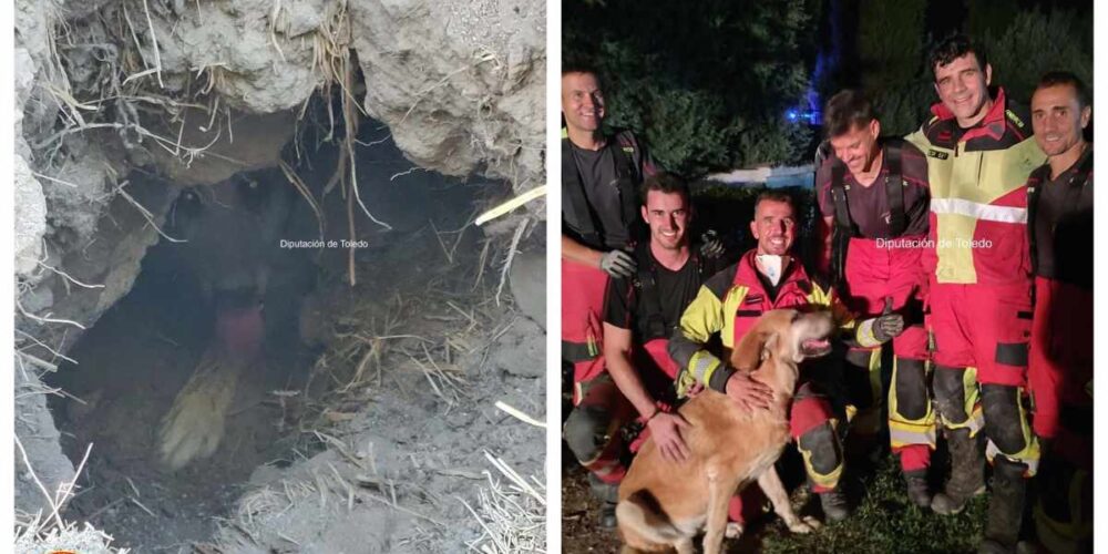 Imagenes del rescate de la perra.