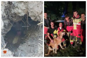 Imagenes del rescate de la perra.