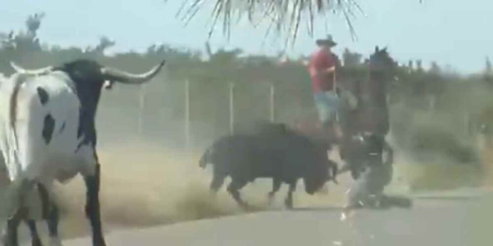 El toro que se ha escapado también ha embestido a un jinete.