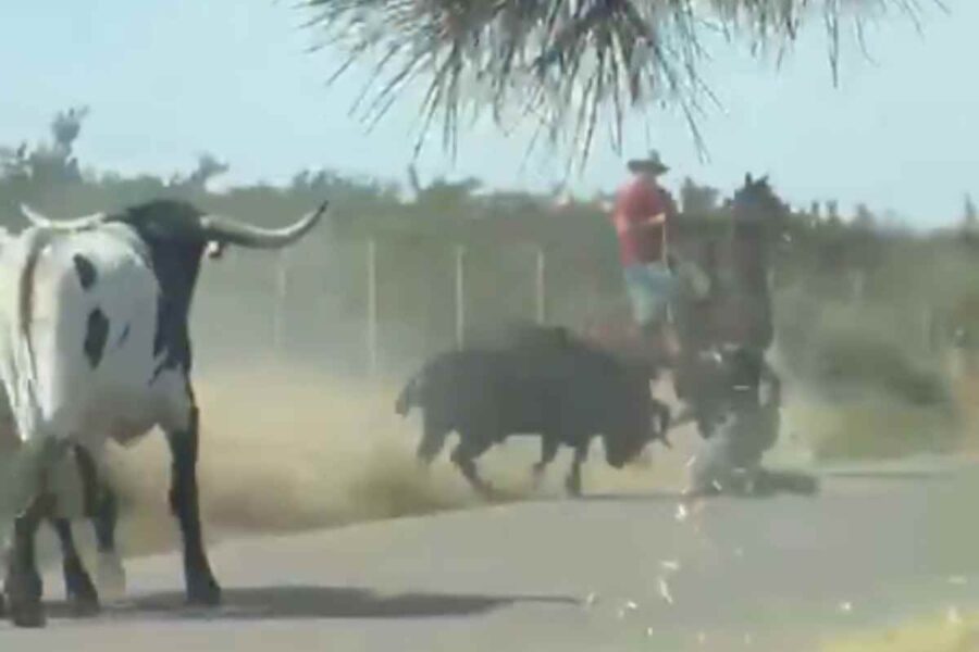 Buscan a un toro perdido en un encierro en Tobarra (Albacete): un jinete herido al ser embestido