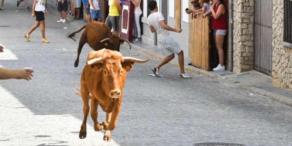 Imagen de archivo de una vaquilla