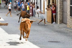 Imagen de archivo de una vaquilla