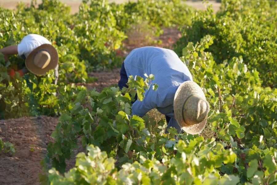 La vendimia se generaliza en La Mancha con la recolección de la uva Airén