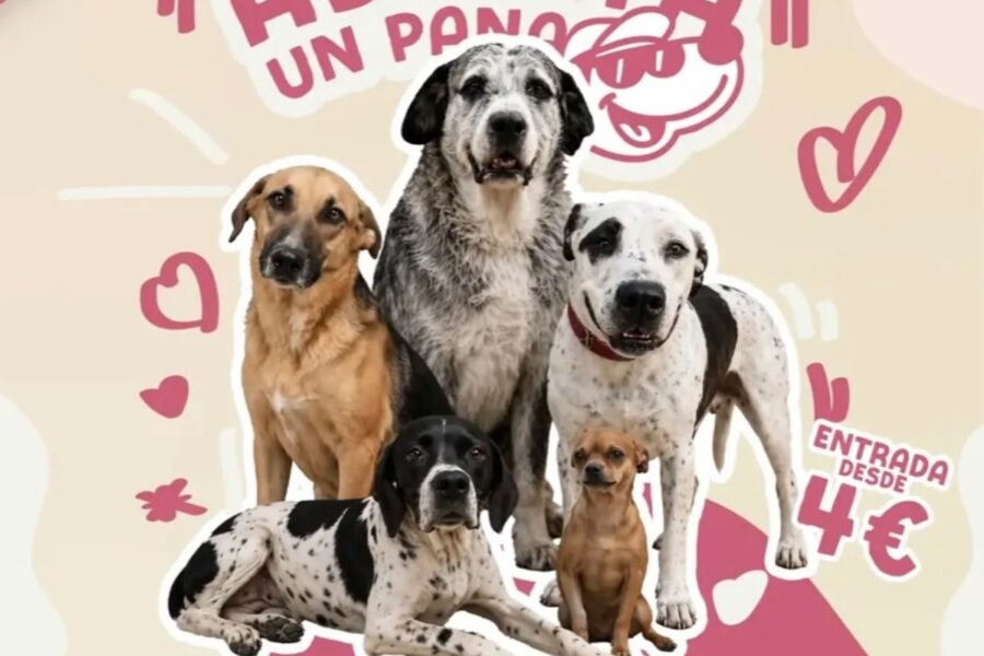Albacete acoge la II Feria Nacional de Adopciones ‘Pet Friendly’
