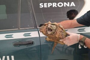 Ejemplar de tortuga caimán intervenida por la Guardia Civil de Almansa (Albacete)