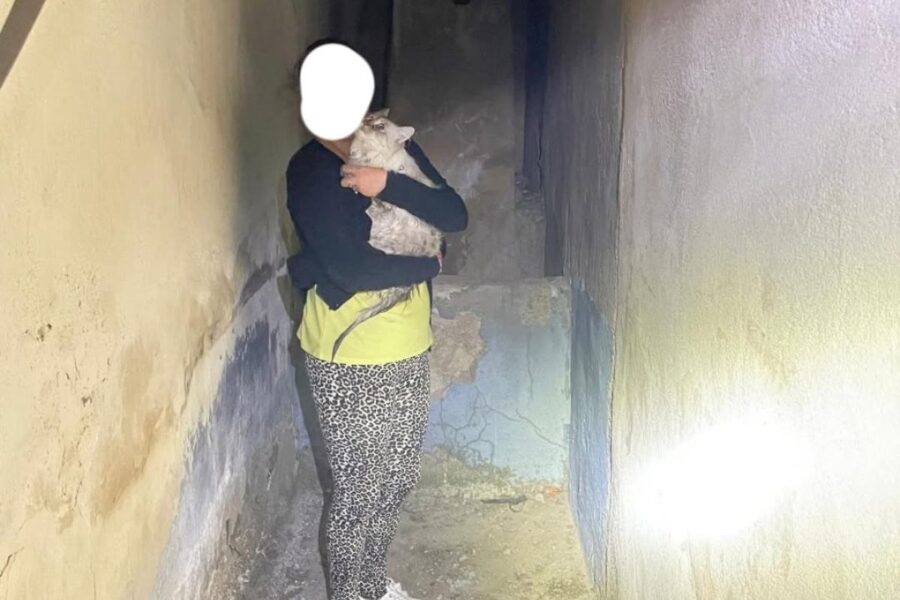 Rescate a ocho metros bajo tierra: los bomberos salvan a un gato atrapado en un pozo de Villarrubia de los Ojos