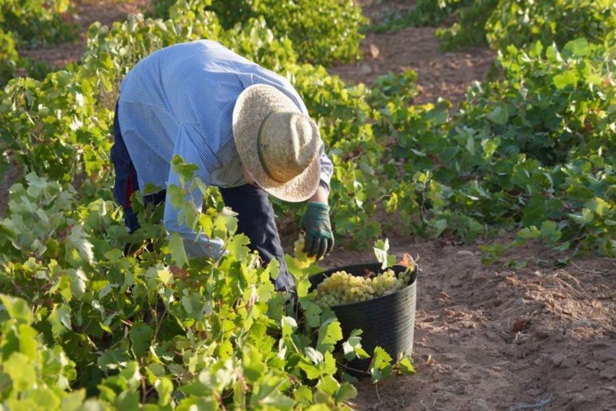 La Denominación de Origen La Mancha afronta la fase final de la vendimia 2026